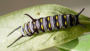 Queen caterpiller on milkweed cropped