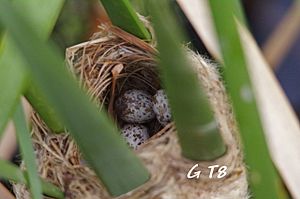 Reed Warbler eggs x 4 (1) (1280x851)
