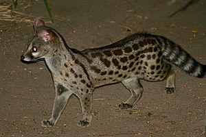 Rusty-spotted Genet (Genetta maculata) (32484079077).jpg