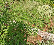 Sambucus canadensis W IMG 3149