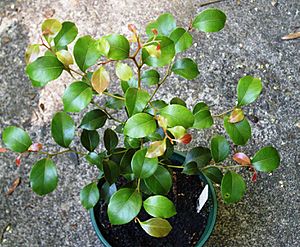 Small Leaved Laurel.JPG