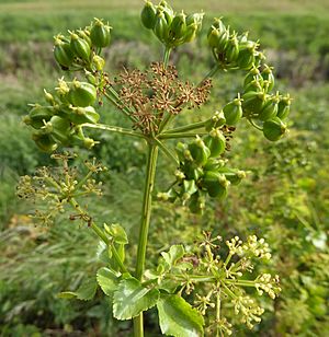 Smyrnium olusatrum lateral umbel