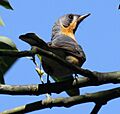 Spectacled monarch dayboro