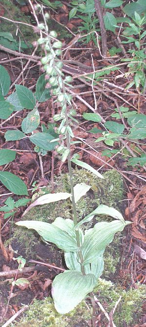 Speir's school grounds Helleborine