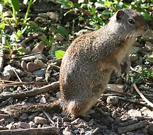 Spermophilus armatus