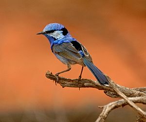 Splendid fairywren male cunnamulla