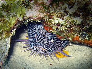 Splendidtoadfish laban