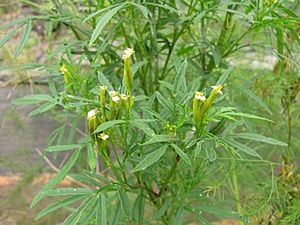 Starr-120608-7386-Tagetes minuta-flowers-Ulupalakua Ranch-Maui (25145434025).jpg