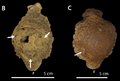 Stegoceras skulls