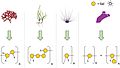 Structures of sulfated galactans from marine organisms