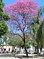 Tabebuia impetiginosa hábito 2