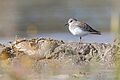 Temminck's-Stint