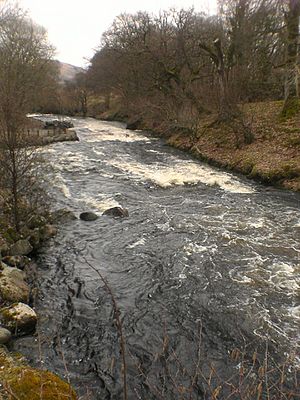 Trywerynfingers