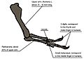 Tyrannosaur arm 104