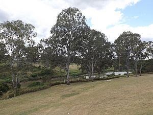 Unnamed park, Basin Pocket, Queensland