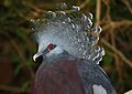 Victoria Crowned Pigeon 058