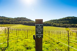 Vineyard sign showing Cab Sauv clone