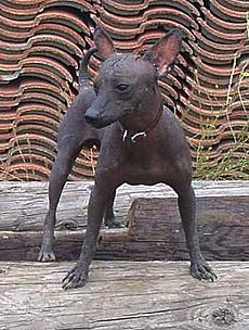 YoungLaka MexicanHairless