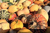 Zierkürbisse Cucurbita pepo 4877