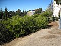 Acacia-longifolia-bushy-habit