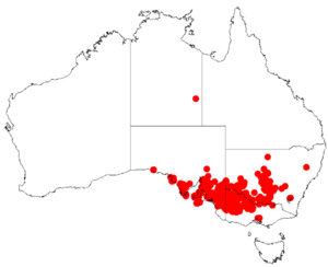 Acacia brachybotryaDistMap124.png