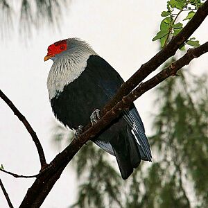 Alectroenas pulcherrima -Seychelles-8-4c.jpg