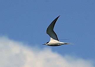 Aleutian Tern 2012-06-16 (2)