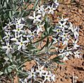 Amsonia tomentosa 1