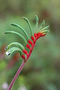 Anigozanthos manglesii