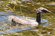 Australasian Grebe Juvenile