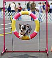 Australian Shepherd agility cropped