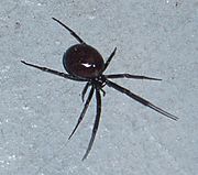 Australiansteatoda