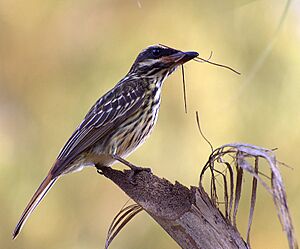 BEM-TE-VI-RAJADO ( Myiodynastes maculatus).jpg