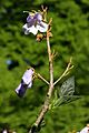 Baden-Baden-Paulownia tomentosa-40-Blauglockenbaum-Bluete-2012-gje