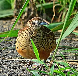 Barred Buttonquail