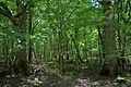 Big Thicket NP, Woodlands Trail (11A) Polk Co. TX; 12 May 2020