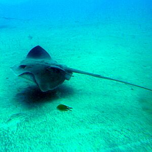 Blonde Ray (Raja brachyura), Tenerife, Canary Islands, Spain - panoramio