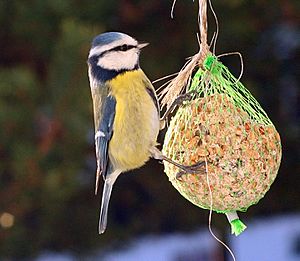 Blue tit on feeder