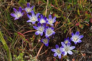 Brodiaea terrestris ssp. terrestris.jpg