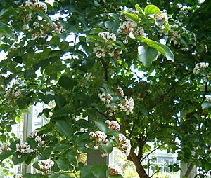 Carissa edulis HabitusFlowers BotGard0906b