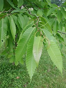 Castanea dentata-foliage