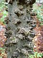 Celtis laevigata bark