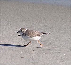 Charadrius melodus jcwf1