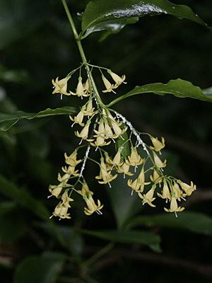 Chiococca alba.jpg