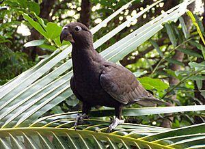 Coracopsis vasa -Madagascar-8.jpg