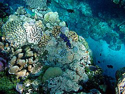 Coral reefs