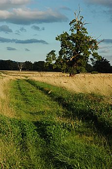 Croome Park - geograph.org.uk - 1451926