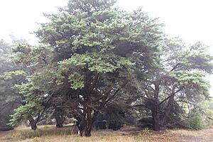 Cupressus goveniana var. abramsiana (Cupressus abramsiana) - UC Santa Cruz Arboretum - DSC07434.JPG