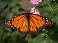 Danaus erippus, male.jpg