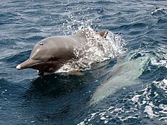 Dolphin-Musandam 2